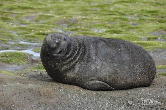 Um preguiçoso filhote de elefante-marinho em Salisbury Plain, na Geórgia do Sul